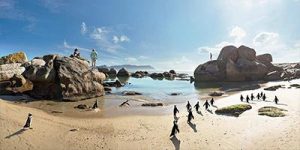 Boulders Beach Penguins