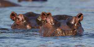 Namibia hippo