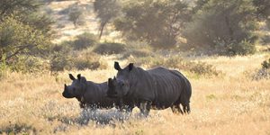 Namibia - Rhino