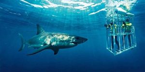 overberg-shark-cage-diving