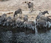 botswana zebra