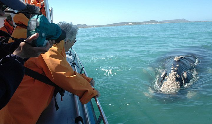 Overberg Whale Viewing