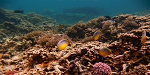 Mauritius Diving