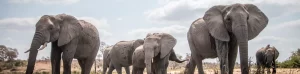Big Five, Elephant