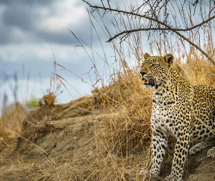 Big Five, Leopard