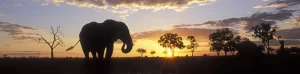 Chobe sunset elephant viewing