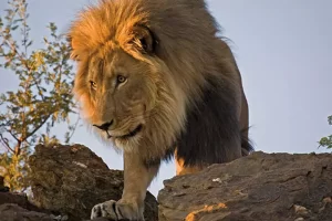Namibia Etosha lion