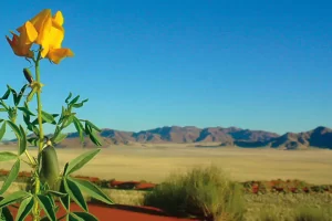 Namibia Kalahari flower