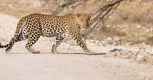 Namibia Leopard