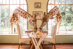giraffe-manor-breakfast-experience