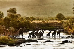 Serian_Activities_Mara_River_Crossing_Giraffe